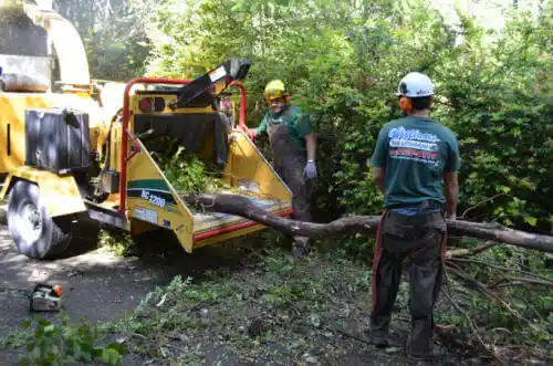 tree services Camanche Village